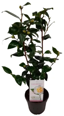 Produktbild von Topfpflanze Camellia japonica Brushfield's Yellow Kamelie weiß/gelb 55cm