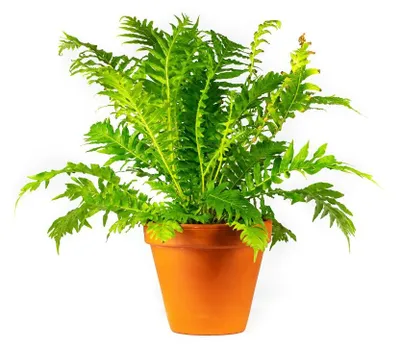 Obrázok produktu pre Gardners Blechnum gibbum, priemer 12 cm