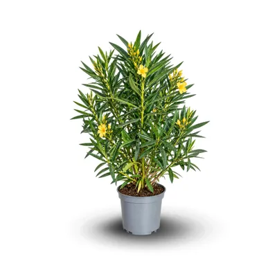 Image de Laurier rose - nerium oleander - ↕ 90-100 cm - ⌀ 24 cm - plante d'extérieur - fleur jaune