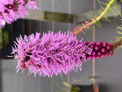Image de Liatris spicata - Plante magnifique en pot 9 x 9 cm