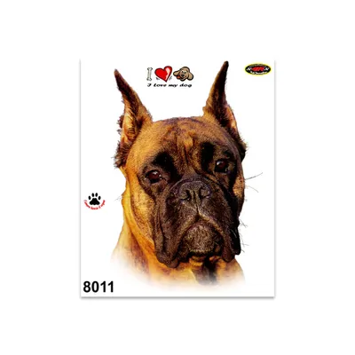 Image de Autocollant Boxer 14 x 16 cm