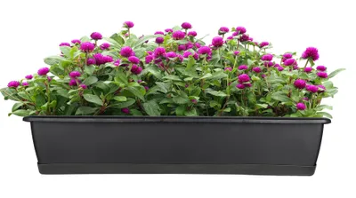 Produktbild von BigDean Blumenkasten mit Untersetzer 80 cm lang anthrazit - aus PP-Kunststoff - Balkon Pflanzkasten schmal Balkonkasten