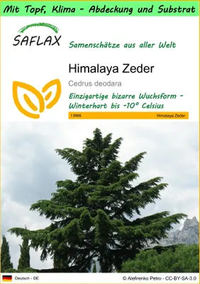 Produktbild von SAFLAX Garden to go - Himalaya Zeder - Cedrus deodara - 35 Samen - Mit Topf, Klima - Deckel und Anzuchtsubstrat