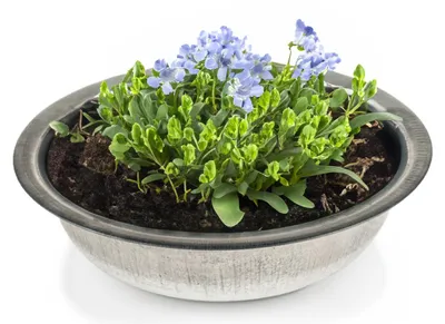 Productafbeelding van Zinken bak, zinken schaal, ronde plantenbak, decoratieve schaal, 35 x 8,5 cm