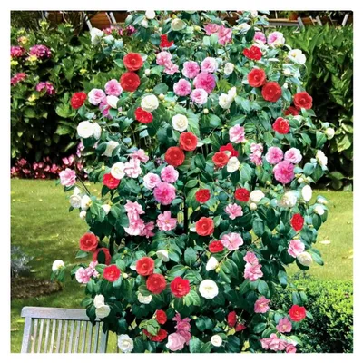 Produktbild von Kamelie dreifarbig rot, rosa, weiß, winterhart, buschig, immergrün, Strauchpflanze im Topf