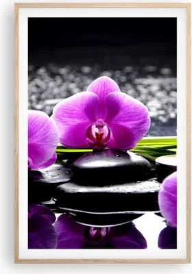 Produktbild von Gerahmtes Poster - Rahmen in heller Eiche - Orchidee Natur Wasser Blume - 61x91,5 cm - Wand Bild - Wanddeko - Wandbilder - Wandposter - Bilderrahmen - Bilder - Kunstdruck - Wandbild - P2NPA61x91-2658