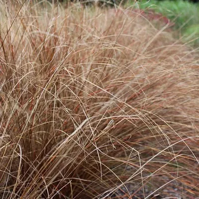 Produktbild von 6 x Wald Reitgras - Carex buchananii  | Topf 9cm x 9cm