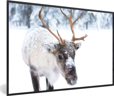 Produktbild von MuchoWow® MuchoWow® Gerahmtes Poster Hirsche - Rentiere - Schnee 30x20 cm - Poster mit zchwarzem Bilderrahmen - Kunstdruck - Bild-Poster