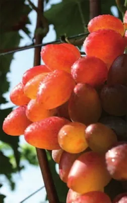 Produktbild von Vitis vinifera Sladuschka kernlose rote Weintraube Weinrebe Tafeltraube