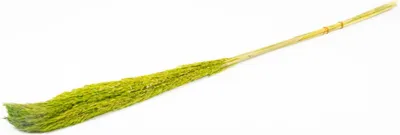 Produktbild von INNA-Glas Schilf getrocknet DONJETA, apfelgrün, 115-120cm, Ø15cm - Getrockneter Bund
