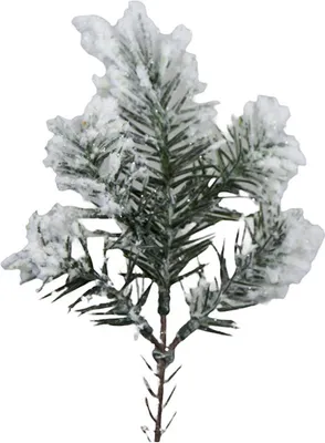 Produktbild von WEIHNACHTSZWEIG gefrostet - grün