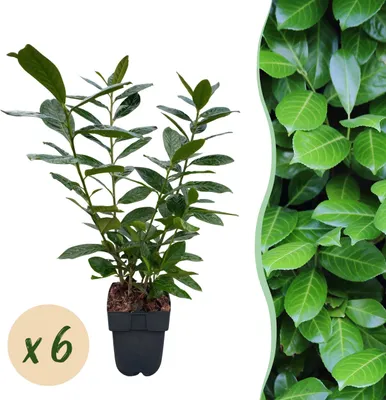 Produktbild von Heckenpflanzen - Prunus laurocerasus Novita - Blatt grün - 6 Pflanzen - 1 laufender Meter - immergrün - 40-50cm - Ø20cm - Gartenpflanze