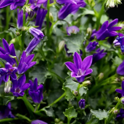 Produktbild von Pfirsichblättrige Glockenblume Campanula persicifolia ‘Coerulea’ 48 Pflanzen