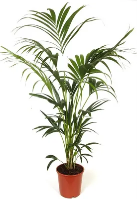 Produktbild von Kentia Palme 180-200 cm - Howea forsteriana Zimmerpalme - Große Zimmerpflanze im Angebo