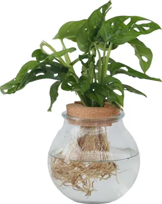 Produktbild von Fensterblatt - Monstera adansonii 'Monkey Mask' - Höhe 25-35cm - ⌀20cm