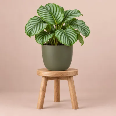 Produktbild von Mica Decorations Blumentopf - grun - Keramik - 14 x 14 cm