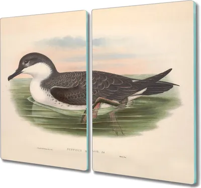 Produktbild von Coloray Hackbrett Herdabdeckplatte 2x30x52 cm Küchenbrett Kochplattenabdeckung Schneidebrett - Vögel Tierwelt