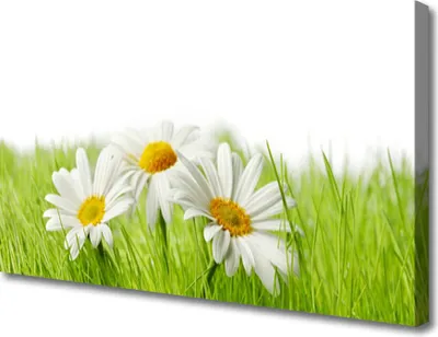 Produktbild von Tulup Leinwand-Bilder 100x50 Wandbild Canvas Kunstdruck Gras Gänseblümchen Pflanzen