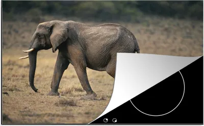 Produktbild von KitchenYeah© Herdabdeckplatte Elefant - Tiere - Savanne - Natur , 80x52cm, Küche Deko, Glaskeramikkochfeld Herdabdeckung, Abdeckplatte fùr Kochfeld