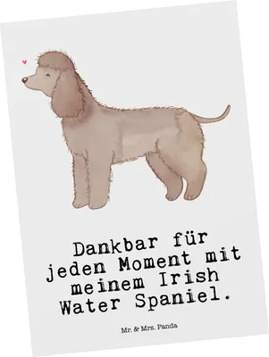 Produktbild von Mr. & Mrs. Panda Postkarte Irish Water Spaniel Moment - Weiß - Geschenk, Postkarten, Grußkarte, Ansichtskarten, Ansichtskarte, Jagdhund, Fotokarte