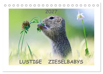 Produktbild von Lustige Zieselbabys (Tischkalender 2027 DIN A5 quer), CALVENDO Monatskalender