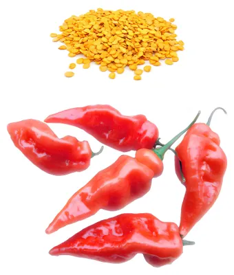 Produktbild von Habanada Red Chili Samen, 10 Stk.