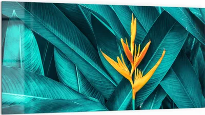 Produktbild von DEQORI Küchenrückwand Glas 100x50 cm 'Exotische Tropenblüte' Spritzschutz Bad Rückwand