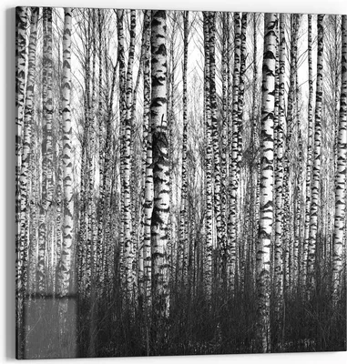 Produktbild von DEQORI Glasbild Echtglas 50x50 cm 'Schönheit des Waldes' Wandbild Bild modern Deko