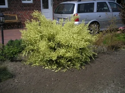 Produktbild von Cytisus scoparius Praecox - Elfenbeinginster Praecox - Schmuckginster - Edelginster - Besenginster