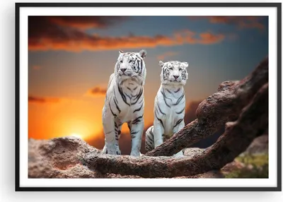 Produktbild von Gerahmtes Poster - Schwarzer Rahmen - Tiger weiß Rock Sonnenuntergang - 100x70 cm - Wand Bild - Wanddeko - Wandbilder - Wandposter - Bilderrahmen - Bilder - Kunstdruck - Wandbild - P2BAA100x70-2901