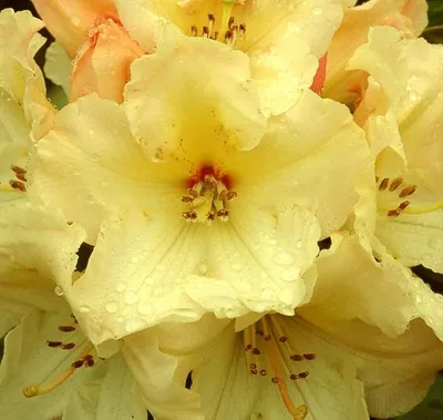 Obrázek produktu pro Rhododendron 'Horizon Monarch' | 40-50 cm, pěstováno v kontejneru