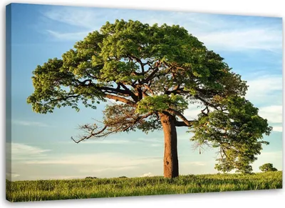 Produktbild von Leinwandbild großer baum 100x70 cm Feeby grün wandbild bereit zum aufhängen