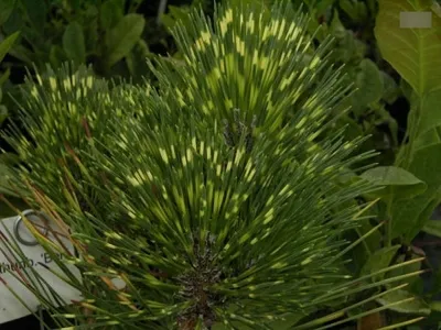 Produktbild von Pinus thunbergii Beni Kujaku - japanische Schwarzkiefer - 25-30