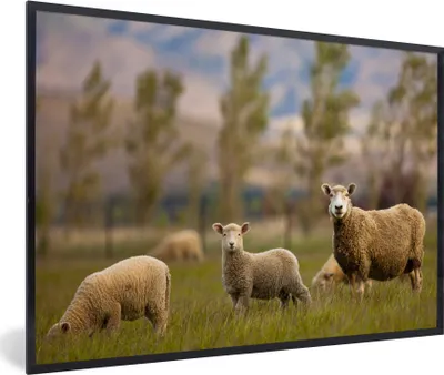 Produktbild von MuchoWow® MuchoWow® Gerahmtes Poster Schaf - Tier - Gras 90x60 cm - Poster mit zchwarzem Bilderrahmen - Fotorahmen - Foto-Plakat