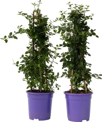 Produktbild von Säckelblume - 2 Stk - Ceanothus thyrsiflorus Repens - Höhe 60-70cm - ⌀17cm