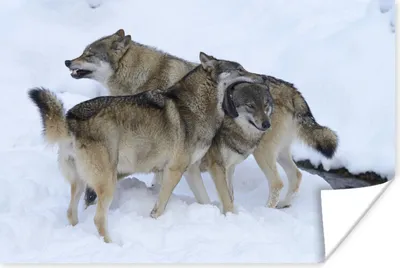 Produktbild von MuchoWow® Poster Wolf - Europa - Schnee 120x80 cm - Bilder