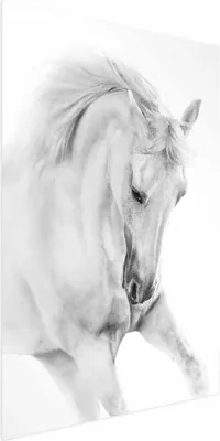 Produktbild von Posterpapier Poster - White Horse 29.7x42 cm Tiere g-B-0110-ao-a