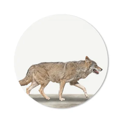 Produktbild von MuchoWow® Mauspad Mousepad Wolf - Weiß - Tiere - Jungen - Kinder 50x50 cm - Mousepads - Maus Mat - Pad - Mausunterlage - Vinyl