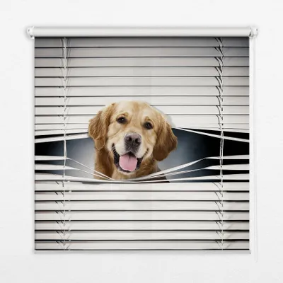 Produktbild von Seitenzug-Rollo Fensterrollo Jalousie - Thermo-Rollo Verdunkelungsrollo - 140x140 cm - Goldener Hund