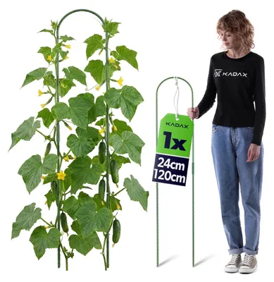Produktbild von KADAX Pflanzstab 24 x 120 cm, 1 Stück, Pflanzenstütze aus Stahl mit Kunststoffbeschichtung, Rankhilfe für Tomaten, Gurken & Kletterpflanzen, Rankbogen für Gewächshaus