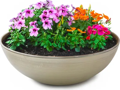Image de Jardinière ronde ventrue de 20 cm pour l'extérieur, beige champagne