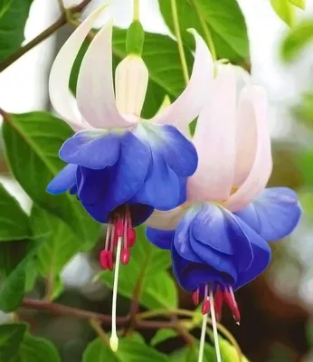 Produktbild von BALDUR Garten 6x Winterharte Fuchsien 'Blue Sarah', Pflanzen im 9x9 cm-Topf, Gartenfuchsien, Freilandfuchsien, Fuchsia, winterharte Staude, mehrjährig & pflegeleicht, blühend, schattiger Standort