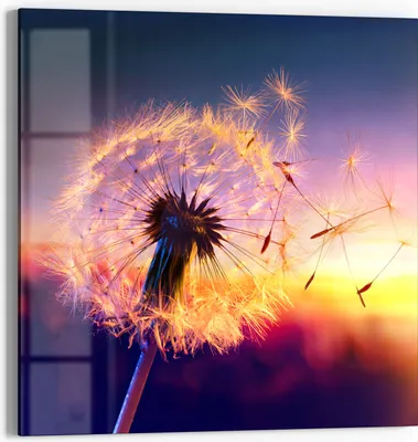 Produktbild von DEQORI Glasbild Echtglas 50x50 cm 'Pusteblume im Abendlicht' Wandbild Bild modern Deko