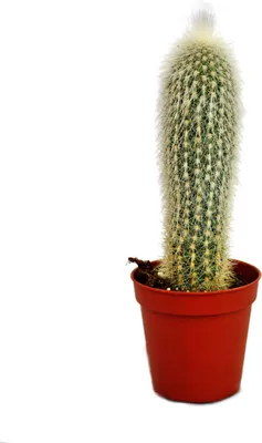 Obrázok produktu pre Cleistocactus strausii - Strieborná sviecka - v kvetináci 5,5 cm