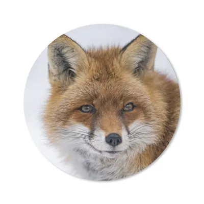 Produktbild von MuchoWow® Mauspad Mousepad Fuchs - Porträt - Schnee 20x20 cm - Mousepads - Maus Mat - Pad - Mausunterlage - Schreibtischmatte