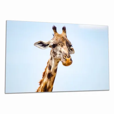 Produktbild von Wallario Herdabdeckplatte aus Glas, Größe 80 x 52 cm 1-teilig, Motiv Nahaufnahme einer Giraffe