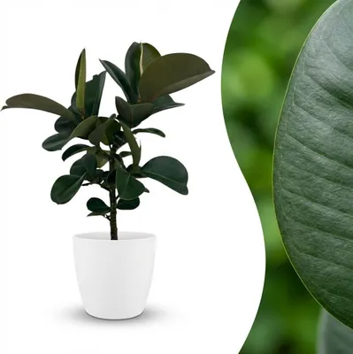Produktbild von Green boutiQ - Zimmerpflanze - Gummibaum - Ficus Elastica Cloe - Grün - Pflegeleicht - 1 Pflanze - mit weißem Übertopf - Topf 19cm - Höhe 65cm