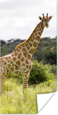 Produktbild von MuchoWow® Poster Giraffe - Pflanzen - Tier 20x40 cm - Plakat - Foto