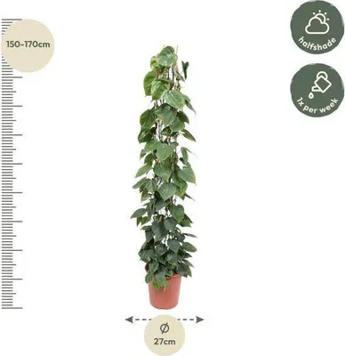 Immagine prodotto di Philodendron Scandens, pianta da appartamento di 160 cm (Ø 27 cm), facile da curare, decorativa