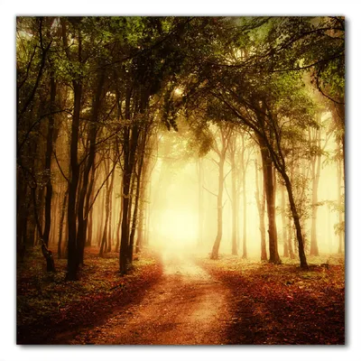 Produktbild von Wallario selbstklebende Möbelfolie/ Tischdecke für Innen und Außen, Größe: 100 x 100 cm - Sonnenuntergang auf dem Waldweg